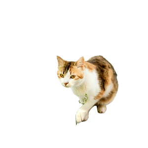 Cute Calico Cat Sitting On A Sunny Outdoor Sidewalk, Surrounded By Greenery. 16396 - Cat PNG image with transparent background